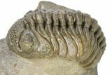 Detailed Hollardops Trilobite With Morocops #275251-7